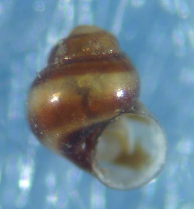 Eatonina fulgida